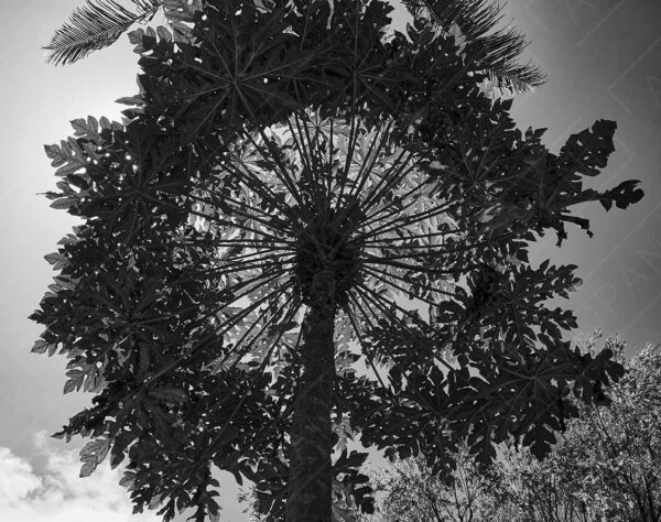 backlit tree canopy