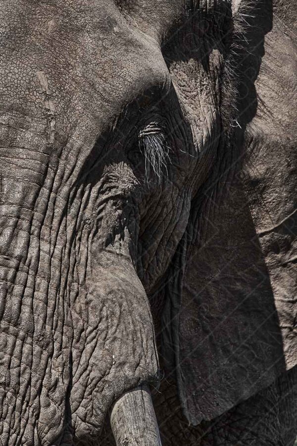 African elephant up close