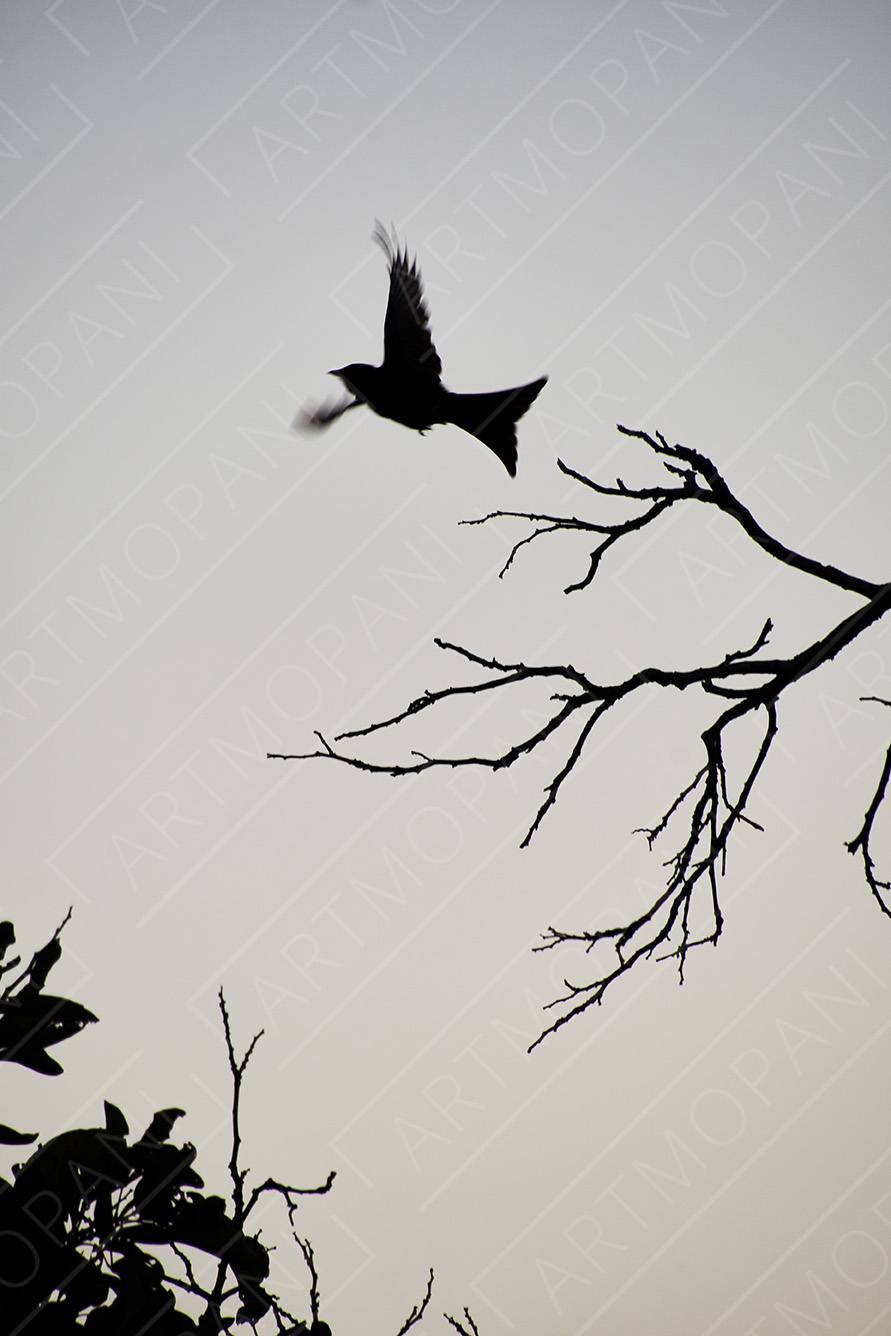 Nature Silhouettes